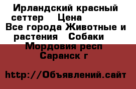 Ирландский красный сеттер. › Цена ­ 30 000 - Все города Животные и растения » Собаки   . Мордовия респ.,Саранск г.